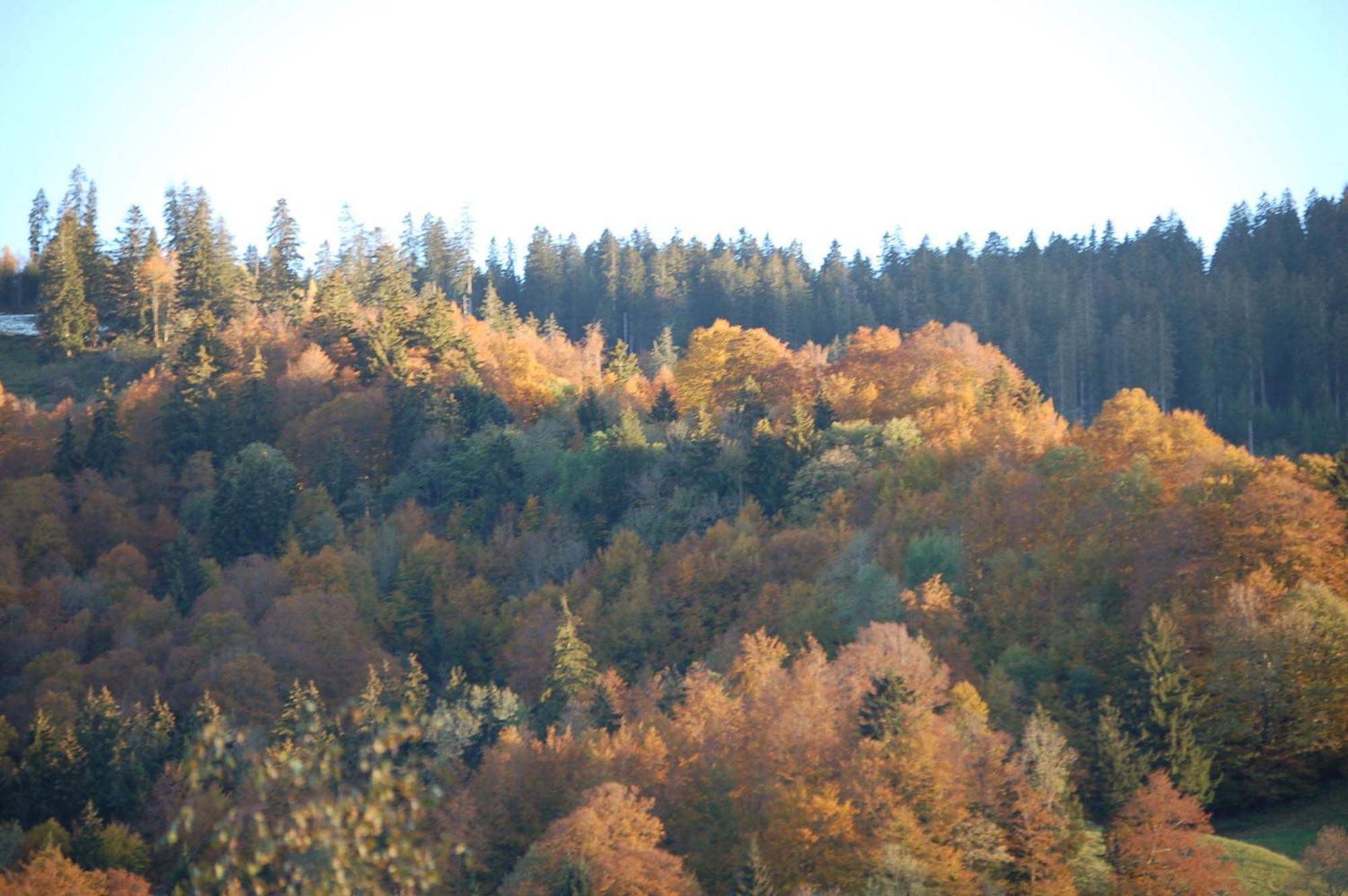Gasthaus Schaefli Alt St. Johann Exteriör bild